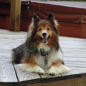 Louie