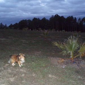 Our last Sunday trip to the Arboretum until the warmer weather sets in.  Don't want a little sheltie to be blown off the mountain.