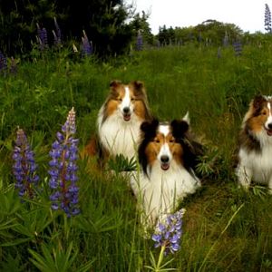 Lupine portrait on Bar Island