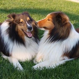Indy:  Yeah, sorry its just tasted so good!

Bacca:  Yeah, but it makes your breath stink!