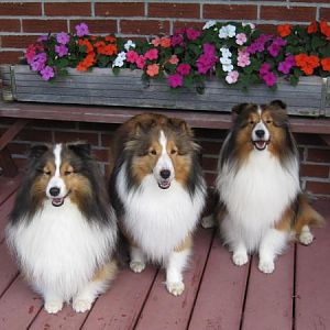 Smiling Shelties