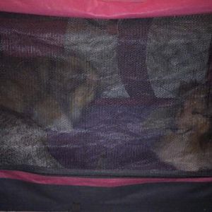 Oh the humilation of visiting the relatives - having to sleep with the cat!