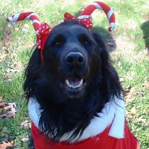 santasasha