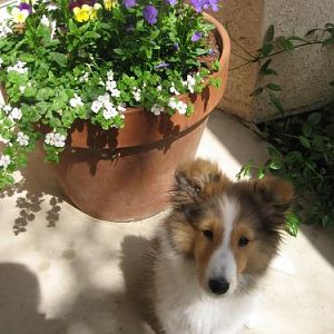 Springtime puppy