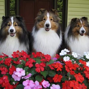 Summer Shelties