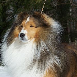 AM/CA CH Rabbit Run Maritime, "Robbie", all grown up!