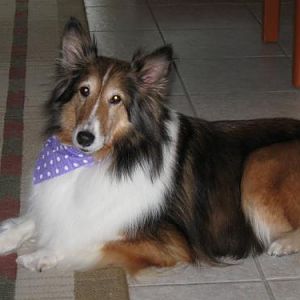 09.03.11 First Grooming - Looking regal!