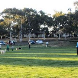 Woohoo winter is over!  Our local oval on the first day of Spring (Sept).  Not a scarf or beanie in sight (on the humans that is).  This is some of th