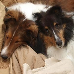 Cluddling puppies!