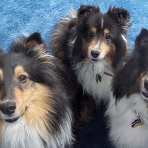 HPIM1745 3 dogs