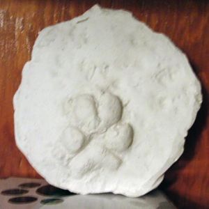 Louie's paw print