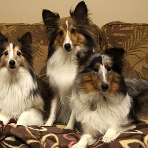 Our beloved Sassafras (left) crossed the Rainbow Bridge in October 2010. Next to her is our rescue boy Bentley and our little nut job Zoey.