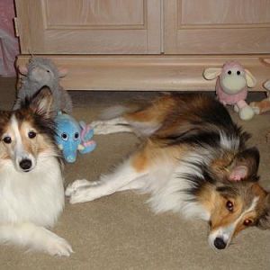 These are just some of the toys that Sassafras had at her disposal before Zoey came along. Lounging next to her is our Bentley boo.