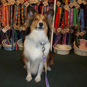 Bentley during one of our many visits to Paws Pet Boutique in Annapolis. I think he was asking for a new lease on this trip.
