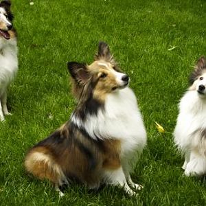 Zoey, Bentley and Sassafras wait patiently for our friend Ed to snap their picture.