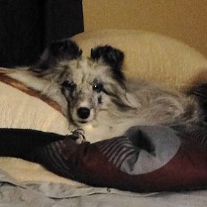 My queen bee in her pillow fort