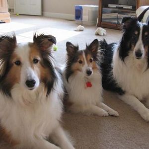 Our original trio - from left is Cody, Sassafras and Elvis. What a motley crew, but so full of love.