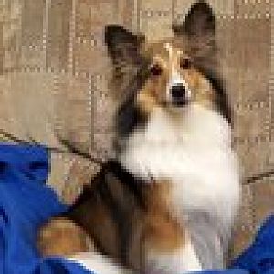 This is our first rescue Sheltie Bentley, whom we adopted in Feb. 2009 at just 1.5 years old. He is Mr. Personality. I just love this picture that our