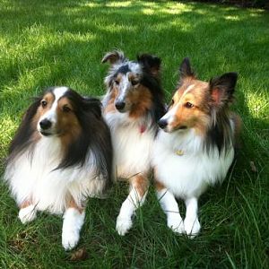 Murphy (left), Zoey and Bentley sit pretty for a photo in our backyard. October 2011
