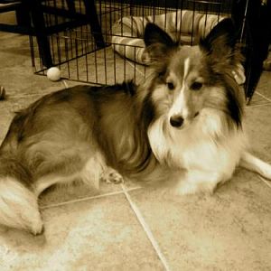 Our sweetie Bentley chillin in the kitchen after dinner. I used the "antic" setting in iPhoto for this shot. Makes him look so elegant.