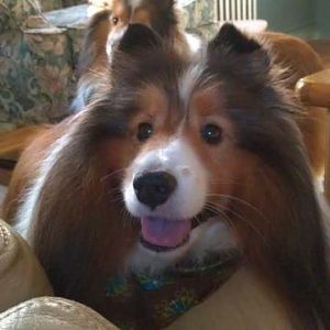 Cutie-pie Toby