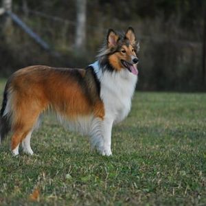 In the dog park watching other dogs play.