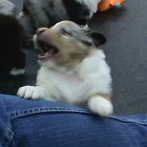 Pay attention to Meeee!