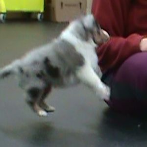 Boing -6wks