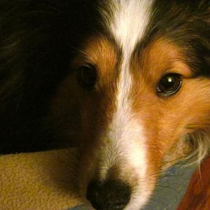 Media 'Our newest addition Murphy has the sweetest, most soulful eyes. I was thrilled he sat still long enough for me to capture this look.' in album 'Sheltie Foursome!'