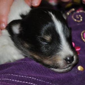 a very content puppy two weeks