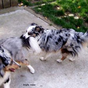 tail pulling