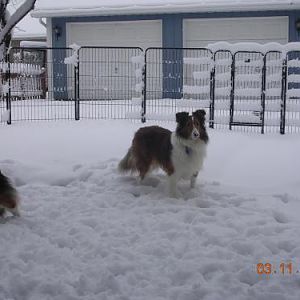 Fun in the snow.   Both Belle and Kristy needed a smaller fenced in area to start out.  The whole back yard was just to large for them at first.... th