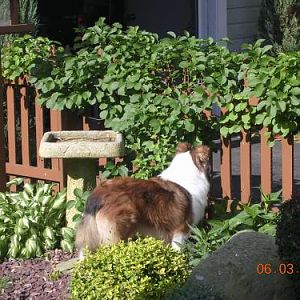 6/3/11 - Belle explores her new fenced yard.