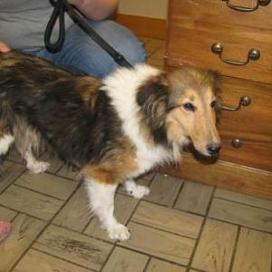 Kristy at Sheltie rescue. 12/2010