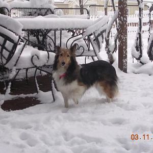 3/11/11 Krisy loves the snow.  She many not be a SHOW dog but she sure is my SNOW dog.