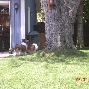 6/1/11 "catching squirrels takes teamwork!!... Pay attention Belle!"