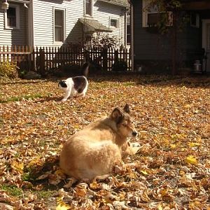 lounging in the leaves
