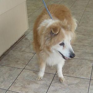 Zip's first day of rescue!!! at Austin Sheltie Rescue.