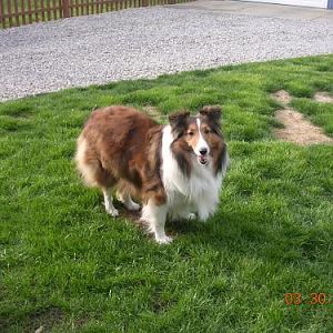 What do you mean... "do a few laps around the yard"...I'm not a sled dog in training... Jezzzzzzz.