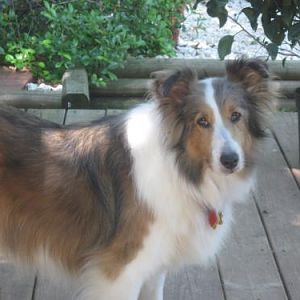 Lulu is a beautiful sheltie, who loves her daddy Dave.