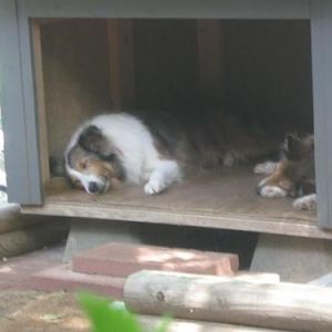 Lulu and Shelby are in the dog house!