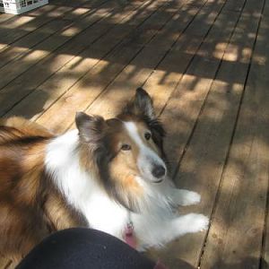 Daisy at my feet.