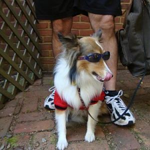 Our handsome Bentley showing off his Maryland Terps gear and new sunglasses at a fundraiser in April 2012 to benefit the Northern Chesapeake Sheltie R