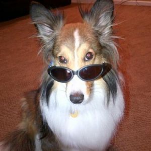Bentley (aka "Hollywood") poses for a pic wearing his new shades. I think he's ready to walk the red carpet...lol