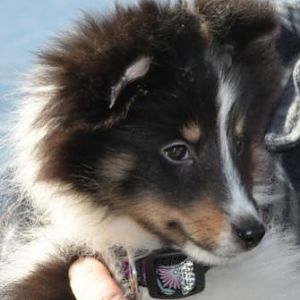 9 weeks old at the beach