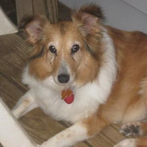 Muffin - fostered by the Smith's