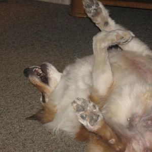 Muffin rolling