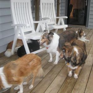 Sea of Shelties
