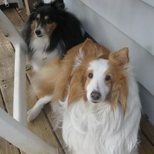 Litter mates Happy and Freddie (ready for adoption)