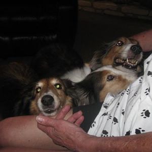 Good morning greeting - sheltie style